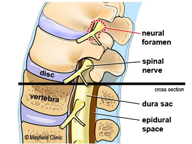 spine graphic